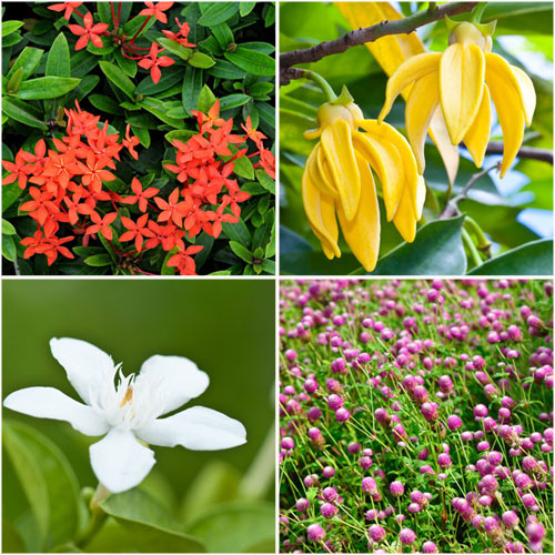 15 ต้นไม้มงคล ที่คนนิยมปลูกไว้รอบที่บ้าน